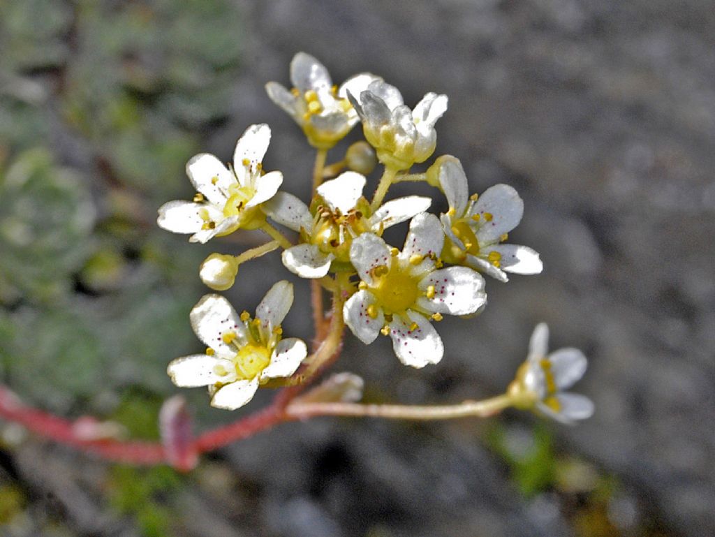 Saxifraga paniculata